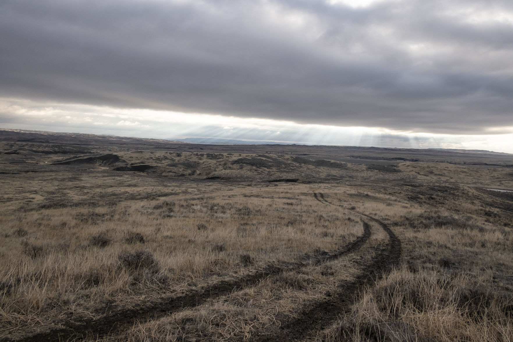 APR Bison Harvest